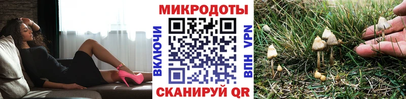 Купить где  Керчь  Галлюциногенные грибы Cubensis 